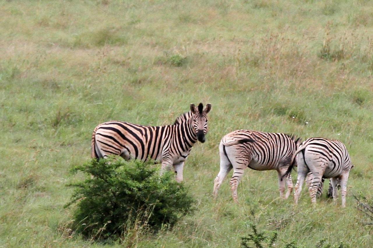 Spion Kop Lodge Winterton Luaran gambar