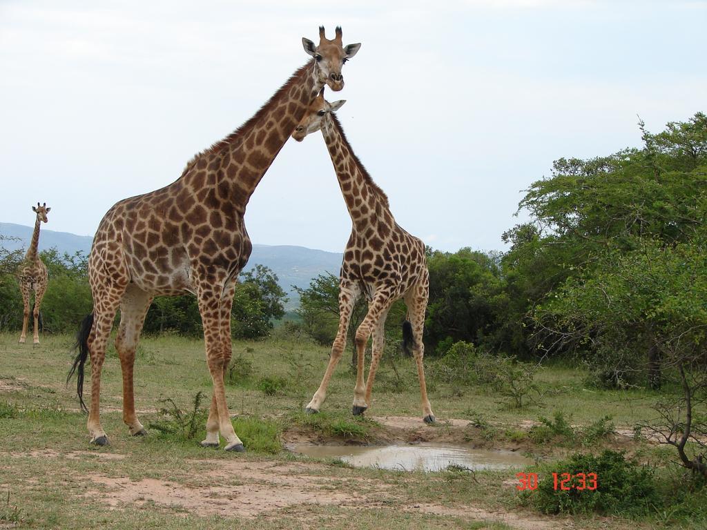Spion Kop Lodge Winterton Luaran gambar
